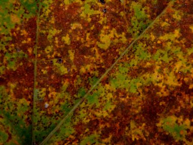 Sonbahar yaprakları ağaçların sararma doku