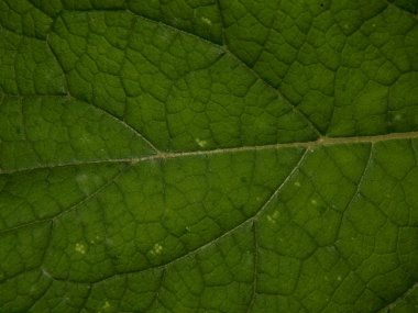 Doku sonbahar yaprak yeşil ağaç portre