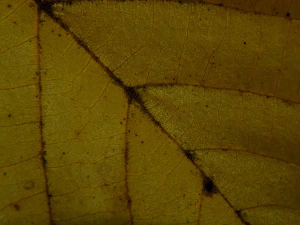 Texture autumn yellowing of leaves of trees — Stock Photo, Image