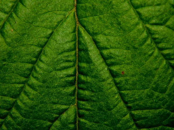 Textura folha de outono árvore verde closeup — Fotografia de Stock