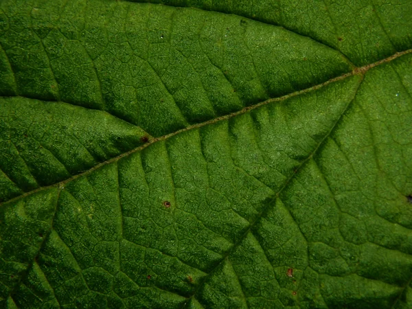 Texture autunno foglia verde albero primo piano — Foto Stock