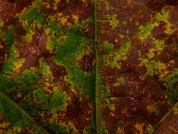 Texture autumn yellowing of leaves of trees — Stock Photo, Image