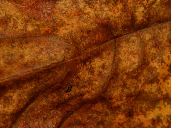 Textuur herfst vergeling van de bladeren van bomen — Stockfoto