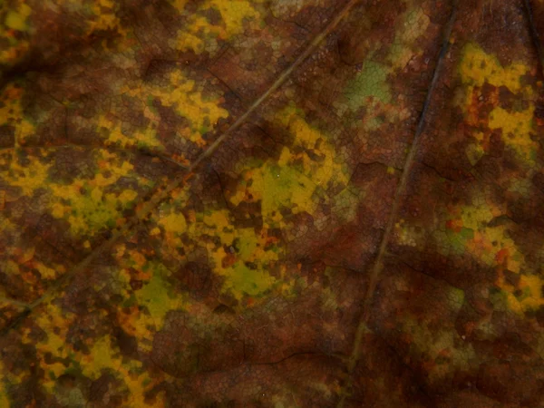 Texture autumn yellowing of leaves of trees — Stock Photo, Image