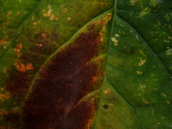 나무의 잎의가 yellowing 텍스처 — 스톡 사진