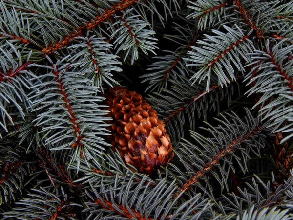 Wet pine cone on fir branch close-up — Stock Photo, Image