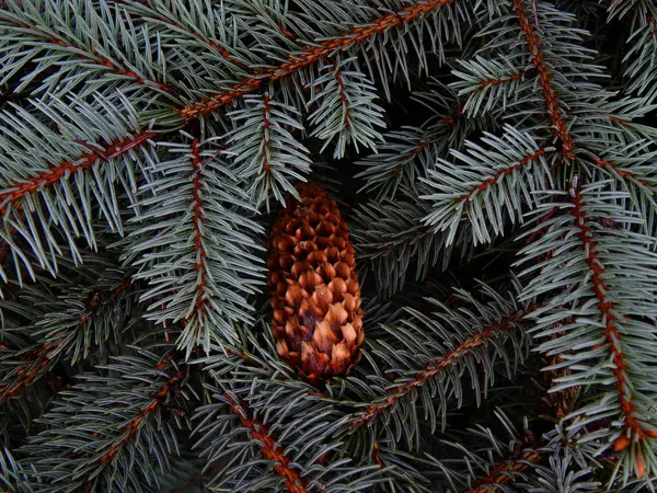 Cone de pinho molhado no ramo de abeto close-up — Fotografia de Stock