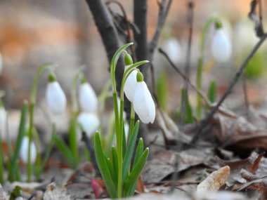 İlk ormanın bahar çiçekleri, kardamlaları yakın plan.
