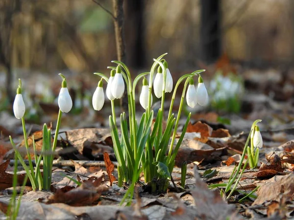 First Forest Spring Flowers Snowdrops Close — Stock Photo, Image