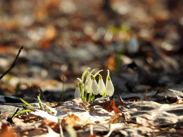 Die Ersten Waldfrühlingsblumen Der Schneeglöckchen Aus Nächster Nähe — Stockfoto