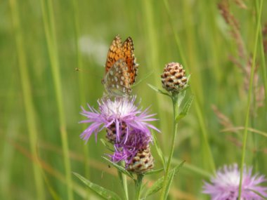 Bir çayır glade kelebek