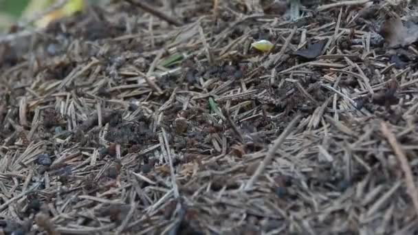 Муравьи работают в муравейнике — стоковое видео