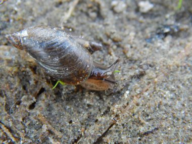 Deniz tarağı Nehri