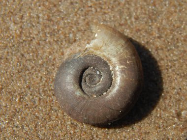 Nehir kabuk yakın çekim