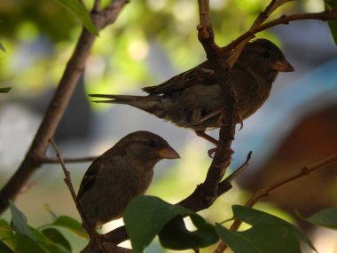 Şehir serçeler dal