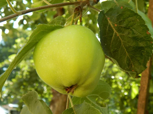 Mogna äpplen på en gren — Stockfoto