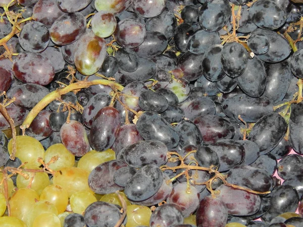 Белый и синий виноград — стоковое фото