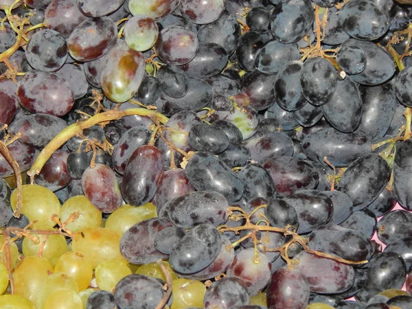 White and blue grapes — Stock Photo, Image