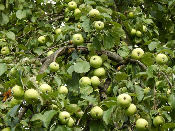 Äpplen på trädgrenar apple — Stockfoto