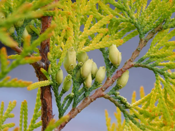 Thuja の緑の木の色 — ストック写真