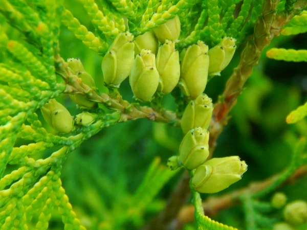 Thuja δέντρο πράσινο χρώμα — Φωτογραφία Αρχείου