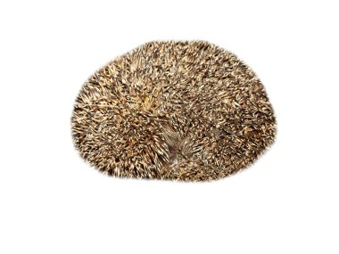 beyaz zemin üzerinde orman kirpi