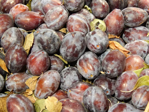 Prunes fraîches — Photo