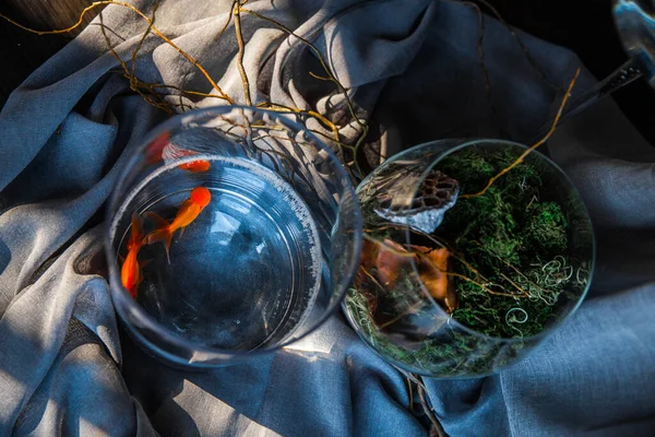 Concepto Mágico Rojo Multicolor Siamés Escuela Oro Peces Hermosa Cola — Foto de Stock