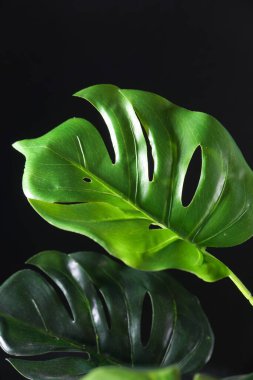 Renk arkaplan üzerinde palmiye yaprağı 