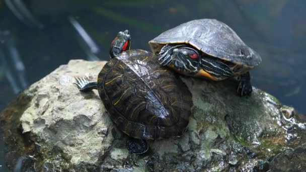 Schlepptau junge Schildkröte ruht auf Felsen — Stockvideo