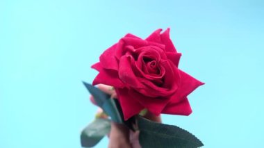  Mavi arka planda el ele tutuşan gül çiçeği 