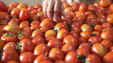 Bir kaseden domates toplayan kişinin eli. 