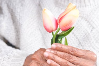 Yaşlı kadınların elleri lale çiçeklerini yakın çekimde tutuyor. 