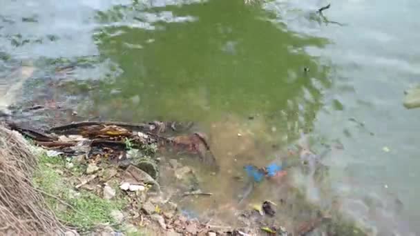 Watervervuiling met afval op water — Stockvideo