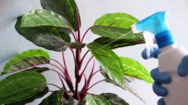 El ele tutuşup sprey şişesi sulama planını fotokopi alanı ile birlikte masaya koyun. 