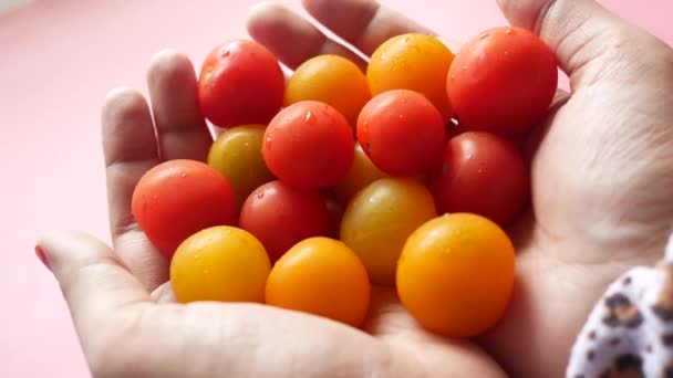 Tomate cereza colorido en la palma de la mano sobre fondo rosa — Vídeos de Stock