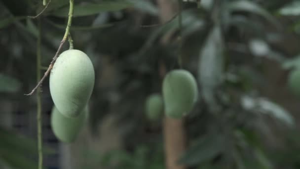 Manga verde fresca em um jardim — Vídeo de Stock