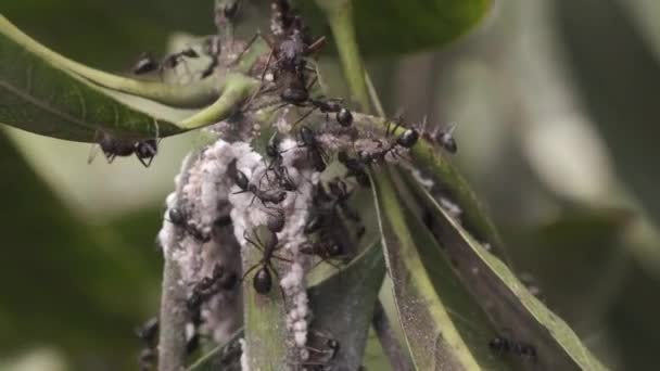 Close up of black anrants on a leaf . — стоковое видео