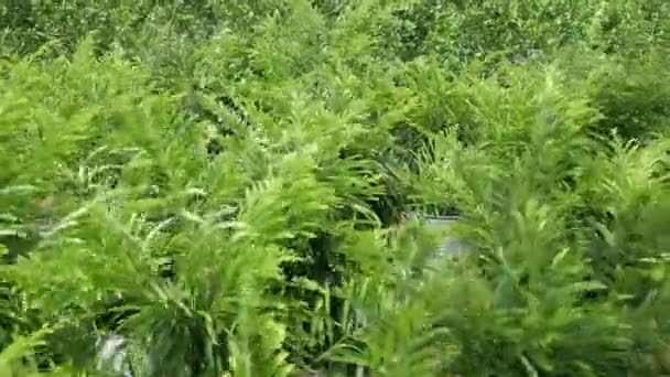 Viele grüne Blätter bewegen sich im Wald . — Stockvideo