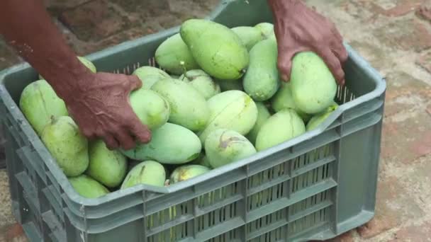 Ruční výběr Čerstvé zelené mango z krabice na podlaze — Stock video