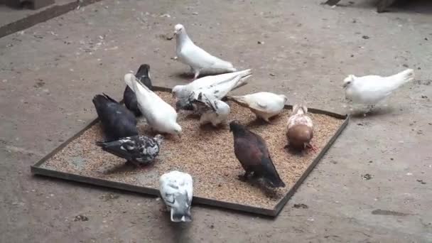 Alimentazione piccione uccelli sul pavimento . — Video Stock