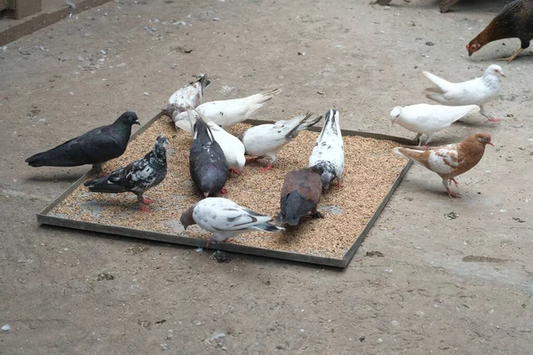 Alimentación de aves palomas en el suelo . —  Fotos de Stock