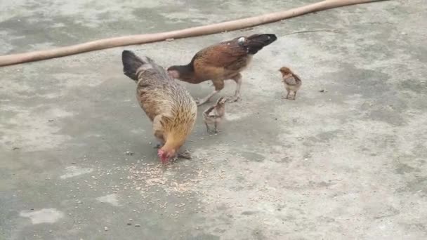 Pollo nel cortile del fienile. concetto di allevamento del pollame — Video Stock