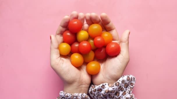 Cor vermelha cereja tomate mão das mulheres — Vídeo de Stock