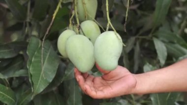 Bahçedeki taze yeşil mango 