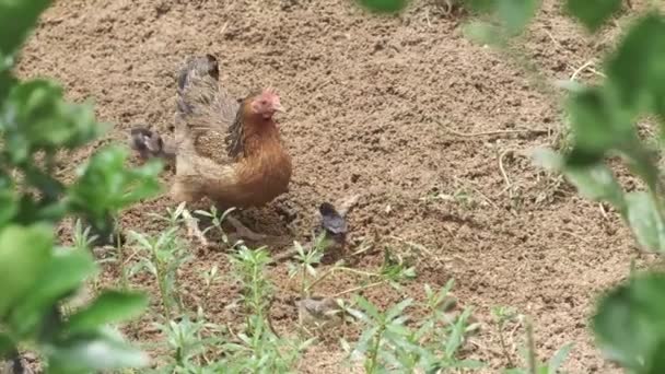 Pollo nel cortile del fienile. concetto di allevamento del pollame — Video Stock
