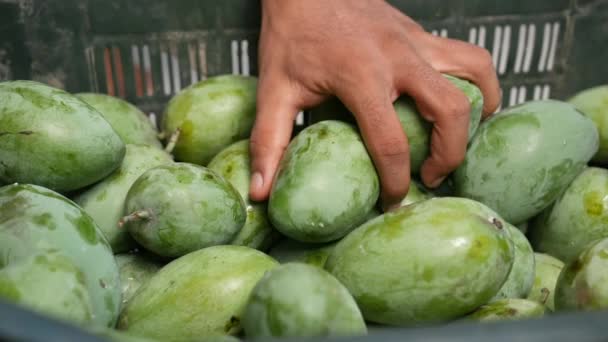 Ruční výběr Čerstvé zelené mango v misce — Stock video
