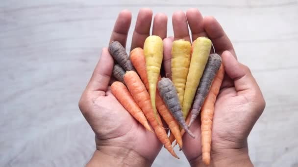 Змішана різнокольорова морква на руці зверху — стокове відео