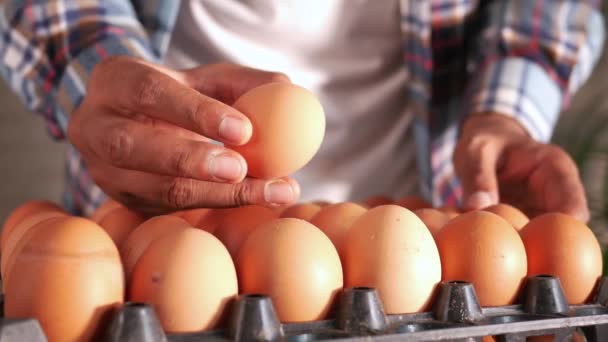 Hand plukken eieren uit een plastic kast op tafel — Stockvideo