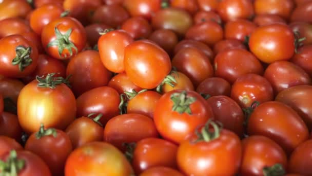 桌上有许多新鲜的西红柿 — 图库视频影像